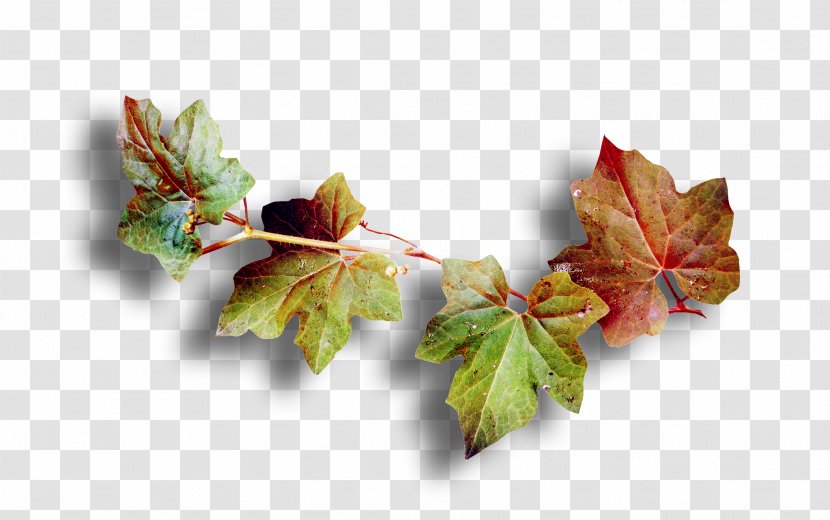 Leaf Email Autumn Meaning Wife - Branch - Leaves Transparent PNG