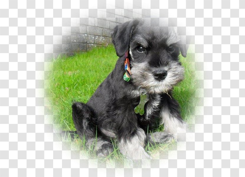 Miniature Schnauzer Standard Dandie Dinmont Terrier Schnoodle Morkie - Breed - Puppy Transparent PNG