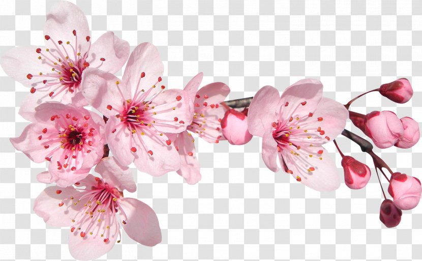 Perfume Cerasus Paper Advertising Garden Roses - Spring - Cherry Blossom Transparent PNG