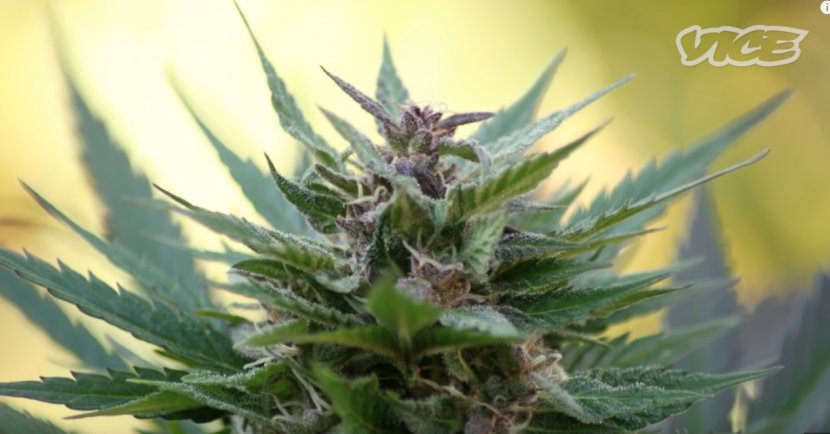Medical Cannabis Plant Hemp Cultivation Transparent PNG
