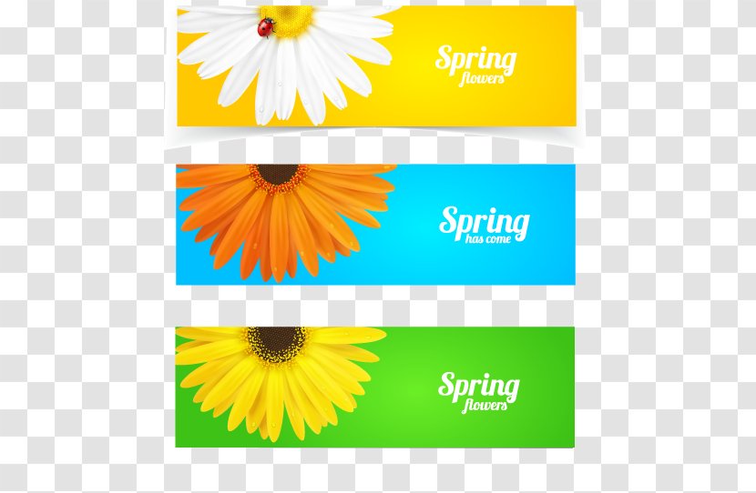 Photography Illustration - Flower - Vector Chrysanthemum Transparent PNG