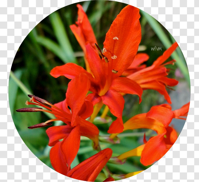 Montbretia Canna Amaryllis Coppertips - Iris Family - Lily Transparent PNG
