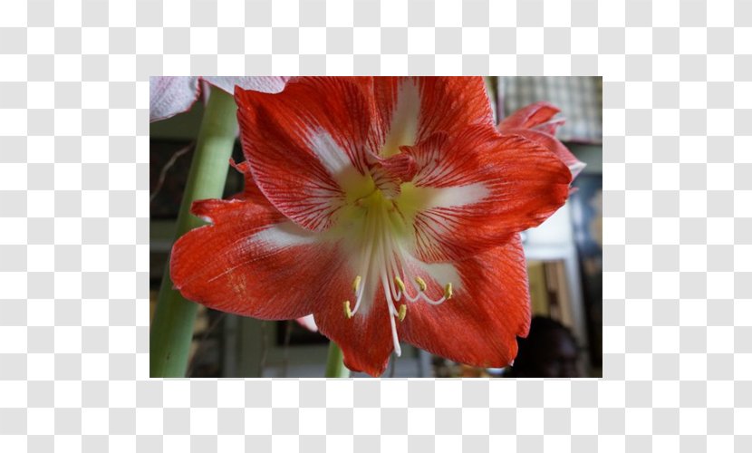 Hippeastrum Amaryllis Belladonna Lily Of The Incas Daylily Transparent PNG