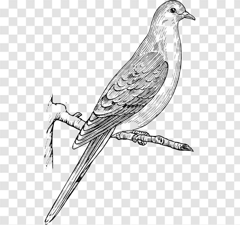 Columbidae Bird Mourning Dove Drawing European Turtle - Finch - Mouring Transparent PNG