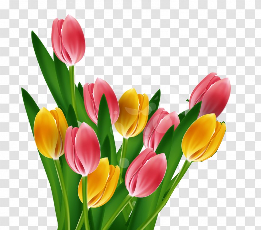 Tulip Mothers Day - Flower Bouquet - Fine Background Vector Material Transparent PNG