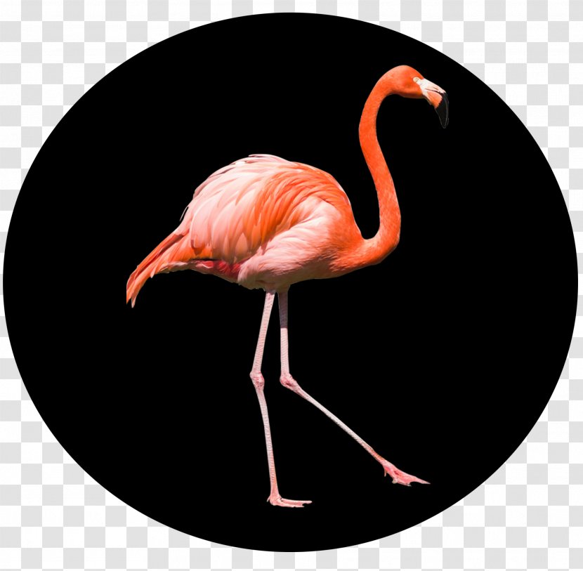 Filmmaking Film Director Motion Graphic Design Post-production - Flamingos Transparent PNG