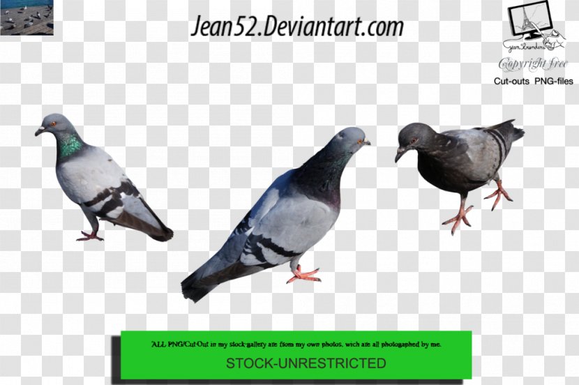 Stock Dove Pigeons And Doves Image Login - Text Messaging - Pidgeon Transparent PNG