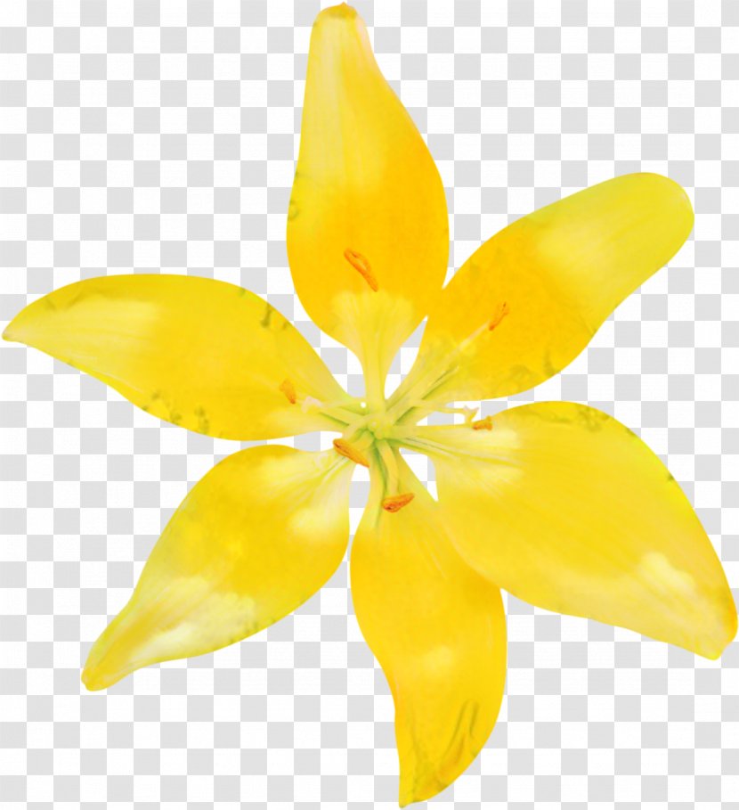 Flowers Background - Lily Family - Wildflower Transparent PNG