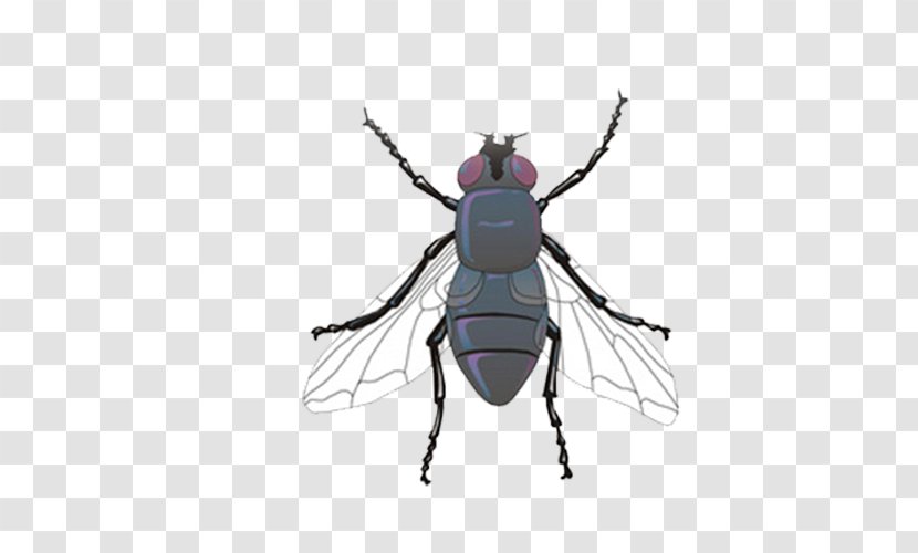 Mosquito Insect Common Fruit Fly Spider - Pest - Picture Transparent PNG