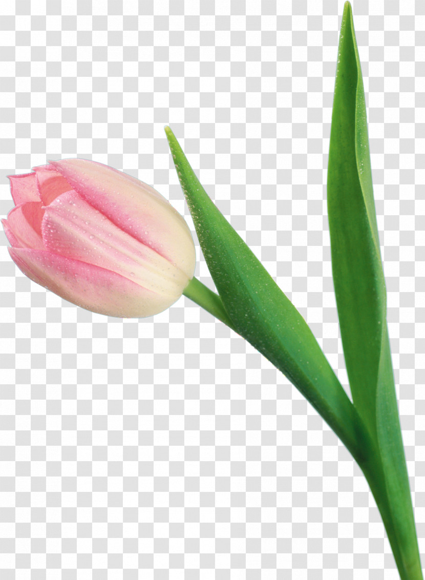 Tulip Flower Plant Bud Pink Transparent PNG