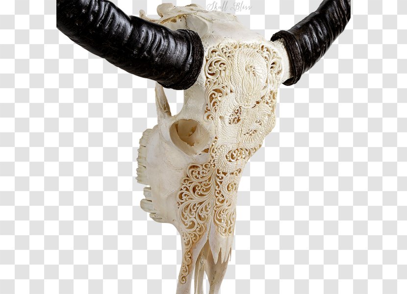 Horn Skull Bone Antler Cattle - Buffalo Transparent PNG