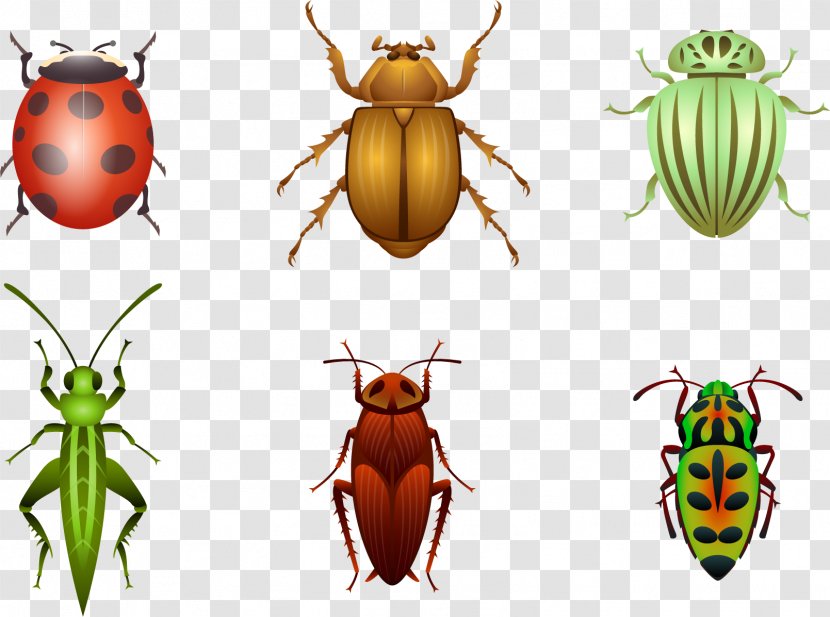 Beetle Sticker Euclidean Vector Ladybird - Arthropod - Painted Insect Transparent PNG