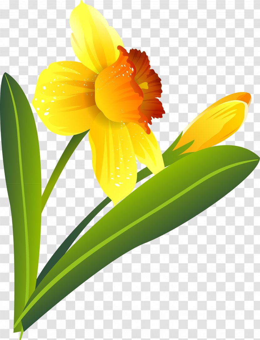 Narcissus Flower .ru .li Plant - Stem Transparent PNG