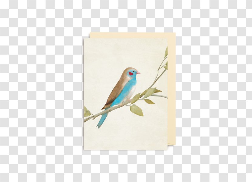 Red-cheeked Cordon-bleu Finches Bird Blue Waxbill Beak - Parakeet Transparent PNG