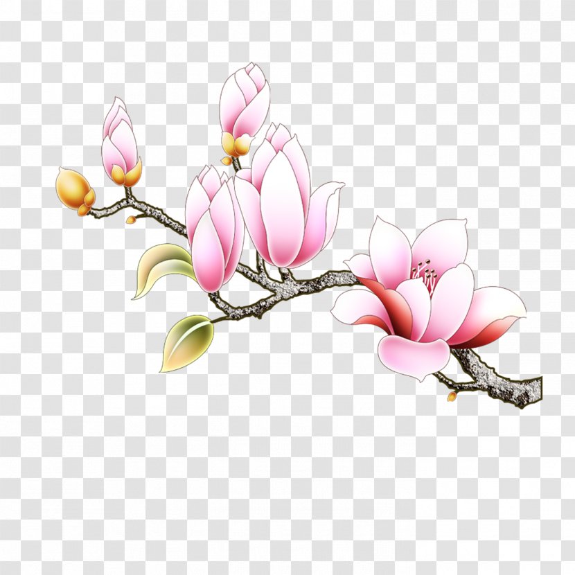 Southern Magnolia Euclidean Vector Denudata - Spring - Flowers Transparent PNG