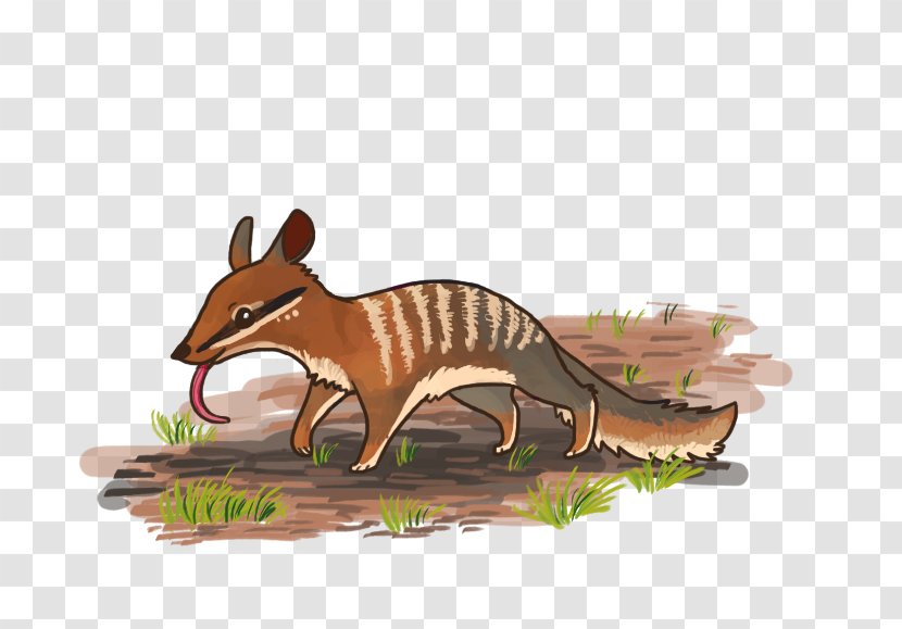 Numbat Cartoon Canidae Drawing Quoll - Wildlife Transparent PNG