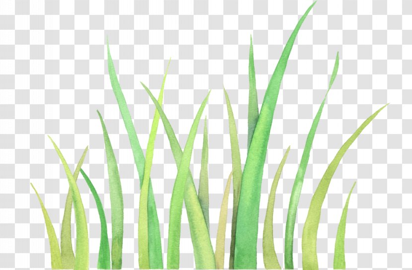 Download Icon - Grass Family Transparent PNG