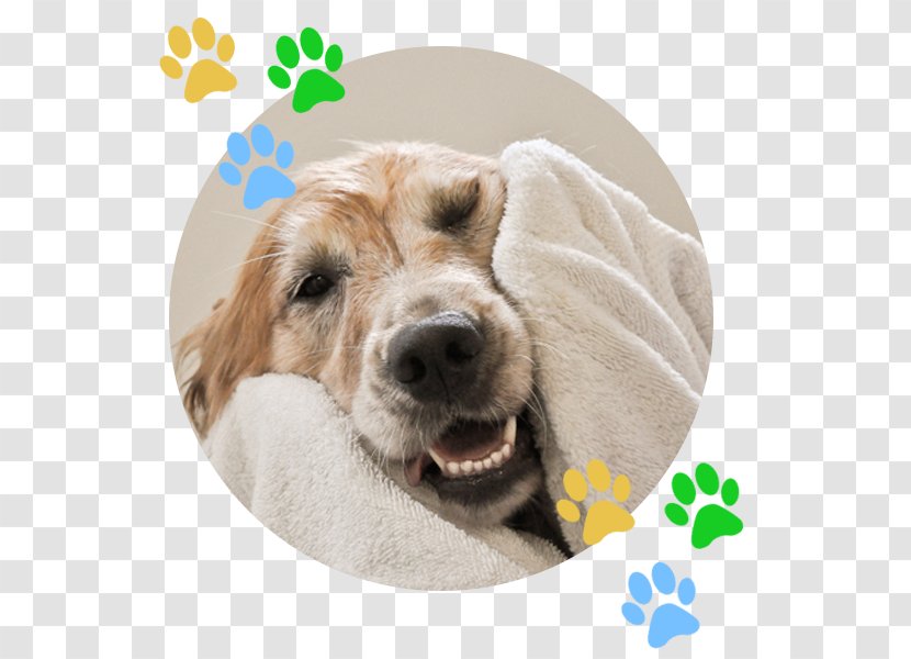 Bernese Mountain Dog Greater Swiss Pet Sitting Appenzeller Sennenhund Puppy - Wash Transparent PNG