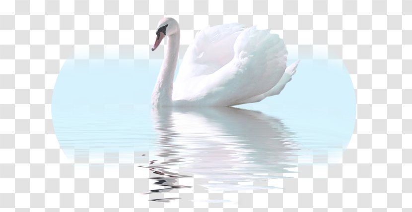 Cygnini Felidae Bird White Swan Clip Art - Water Transparent PNG