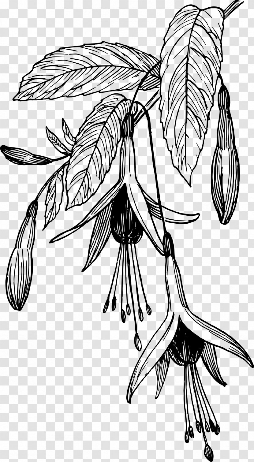 Fuchsia Drawing Flower Clip Art - Flora - Frame Transparent PNG