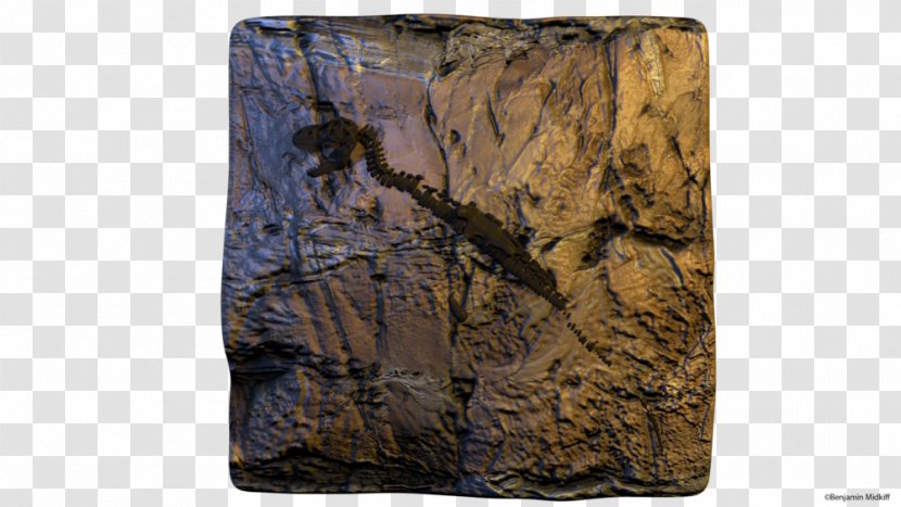 Tyrannosaurus /m/083vt Rock Outcrop Wall - T Rex Skeleton Transparent PNG