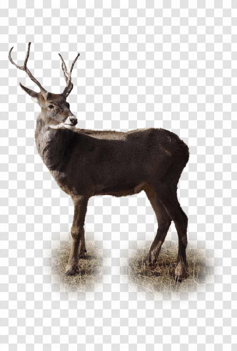 Reindeer Red Deer Antelope Rhinoceros - Fallow Transparent PNG
