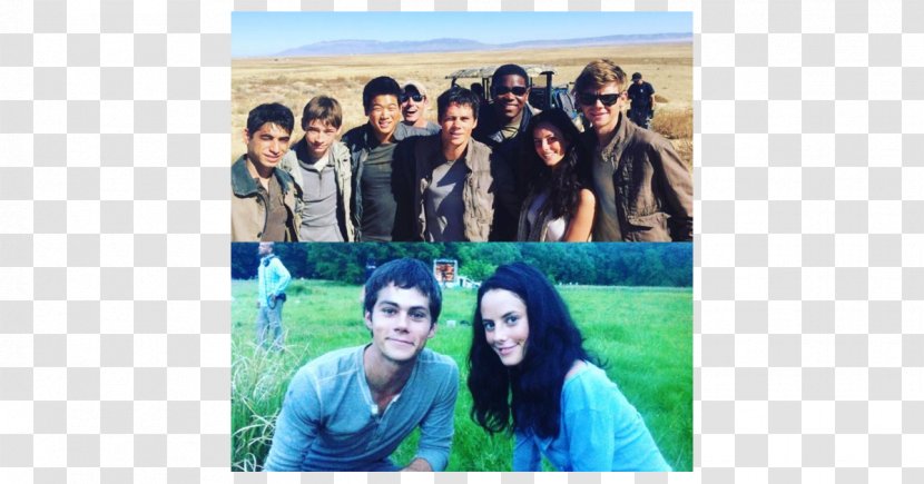 Hollywood Maze Runner Thomas Actor Film - Tree - Kaya Scodelario Transparent PNG