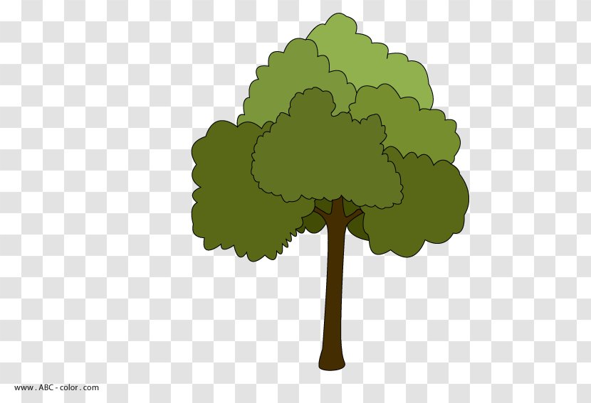 Tree Maple Leaf Kousa Dogwood Shrub Transparent PNG