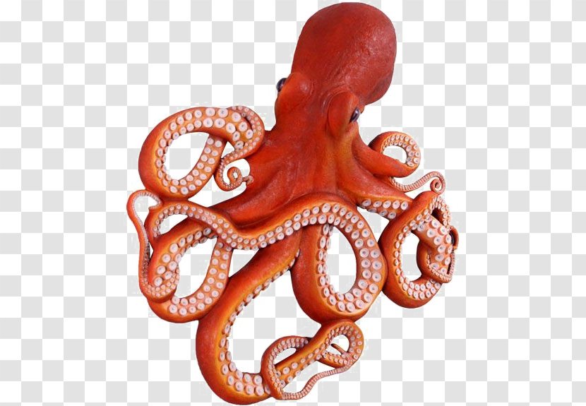 Octopus Image Drawing Artist - 2018 - Octpus Transparent PNG
