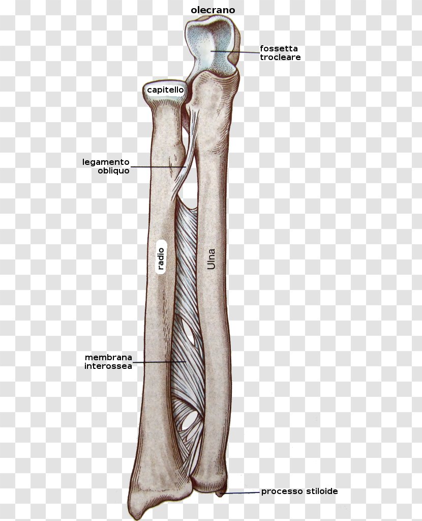 Interosseous Membrane Of Forearm Bone - Watercolor - Arm Transparent PNG