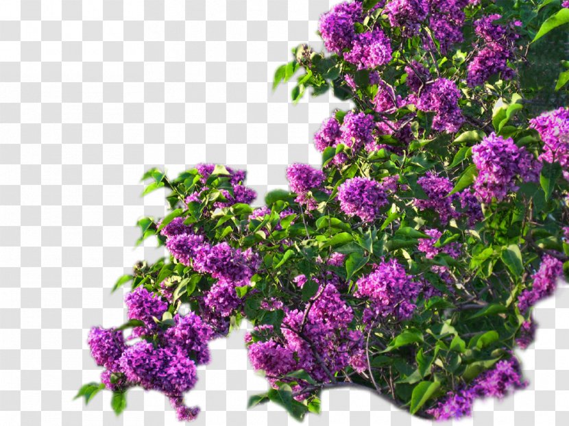 Lilac Flower Violet - Subshrub - Hortensia Transparent PNG