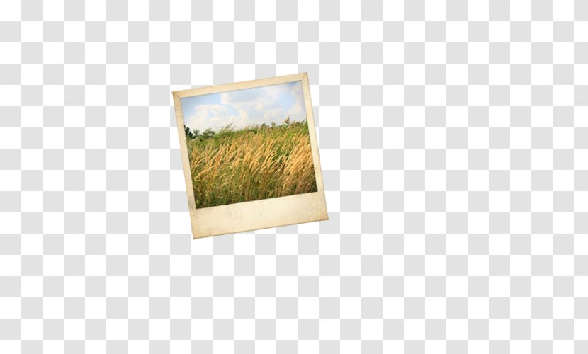 Gold Yellow - Google Images - Golden Wheat Field Photo Transparent PNG