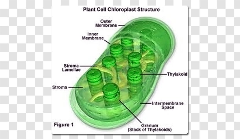 Chlorophyll A Chloroplast Mesophyll Plant Cell - Absorbed Molecule Transparent PNG