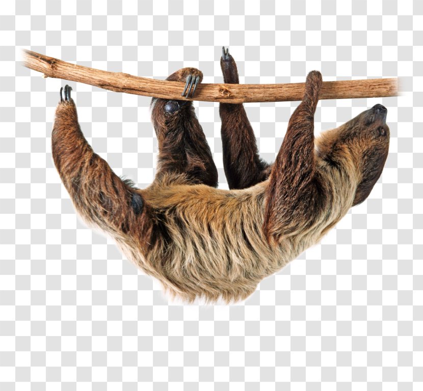 Sloth Tropical Rainforest Clip Art - Twotoed Sloths - Animal Protection And Rescue League Transparent PNG