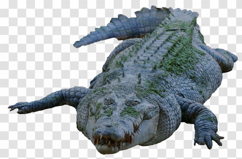 Nile Crocodile American Alligator - Terrestrial Animal Transparent PNG