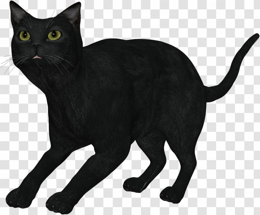 Black Cat Burmese Bombay Korat Havana Brown Transparent PNG
