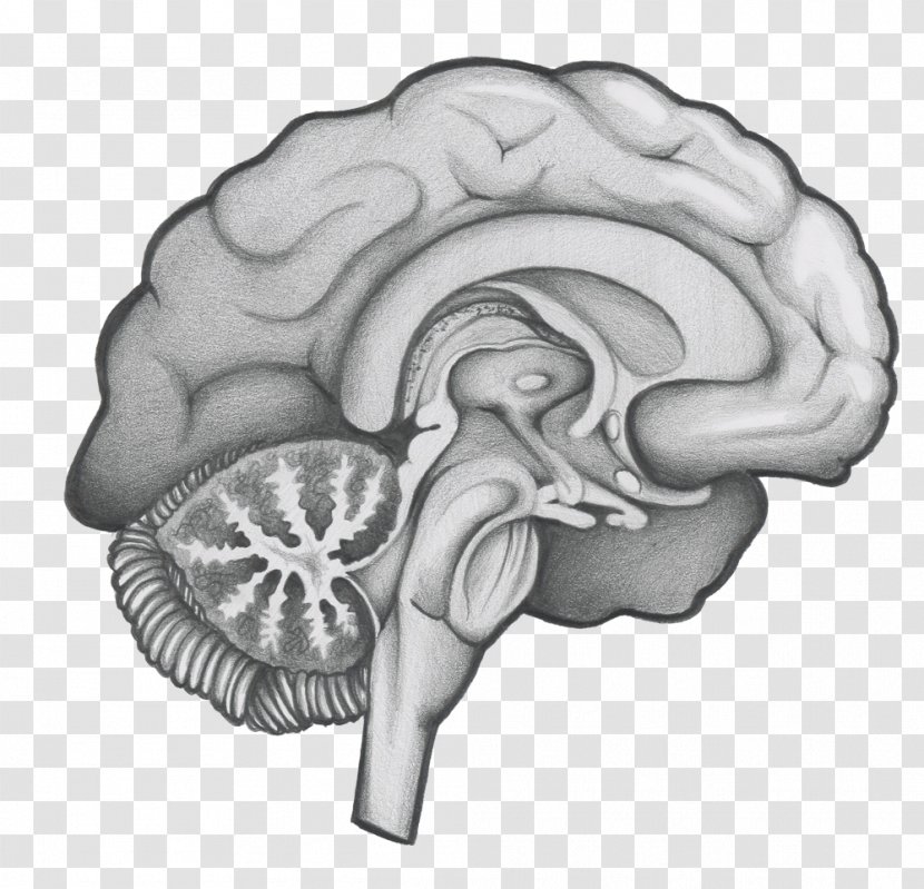 Neurosurgery /m/02csf Brain Drawing Greater Houston - Frame Transparent PNG