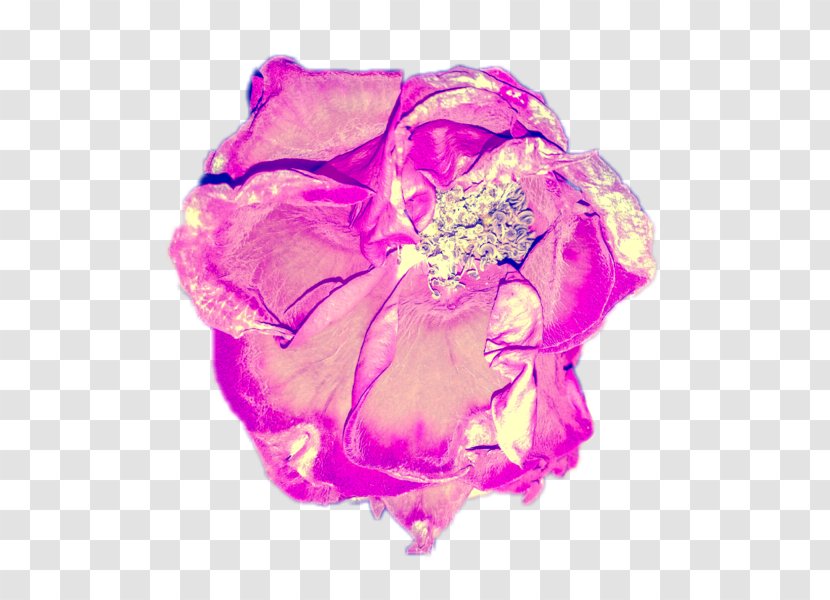 Garden Roses Cut Flowers Artist - Flower Transparent PNG