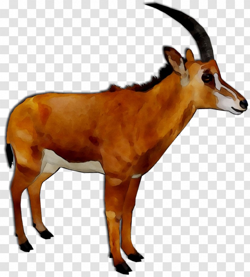 Impala Oryx Springbok Deer GAZELLE M - Cowgoat Family Transparent PNG