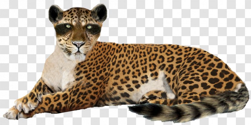 Felidae Leopard Jaguar Clip Art - Fauna Transparent PNG