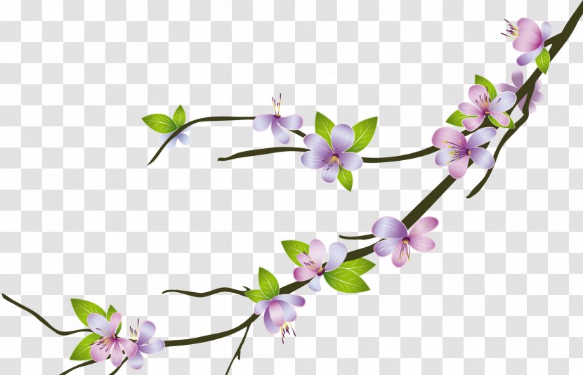 Cherry Blossom - Photography - Flower Transparent PNG