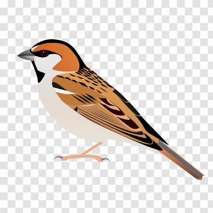 House Sparrow Saxaul Plain-backed Bird - Passer Transparent PNG