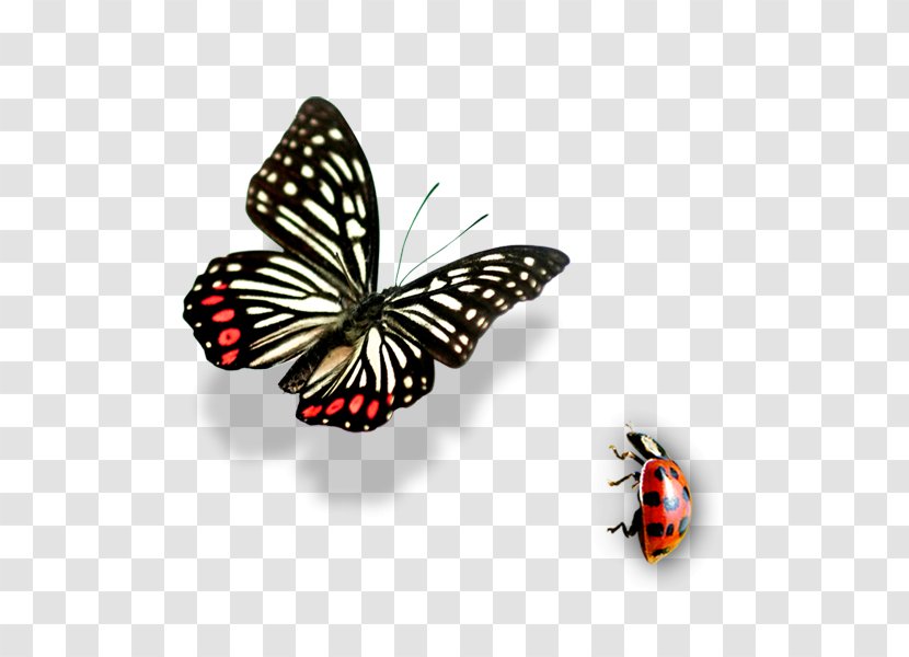 Butterfly Insect - Monarch Transparent PNG
