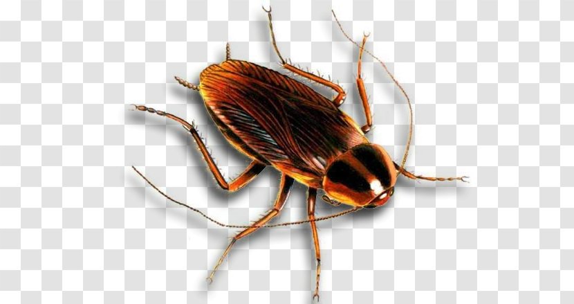 Cockroach Insect Safe Earth Pest Control Rockwall Transparent PNG