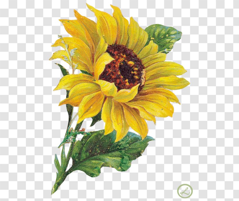 Common Sunflower Clip Art - Petal - Flower Transparent PNG