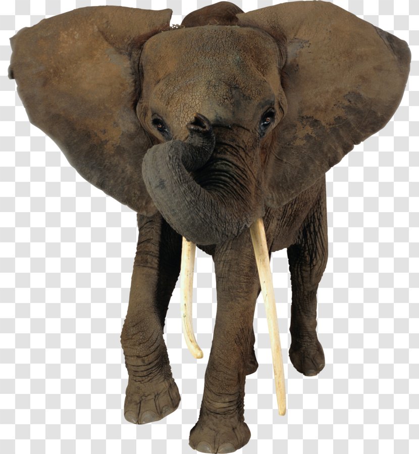 African Bush Elephant Elephants Clip Art Forest - Terrestrial Animal Transparent PNG
