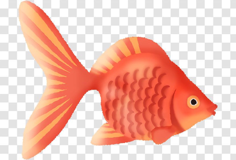 Fish Fish Fin Goldfish Fish Products Transparent PNG