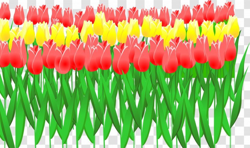 Tulip Euclidean Vector Flower - Lily Family Transparent PNG