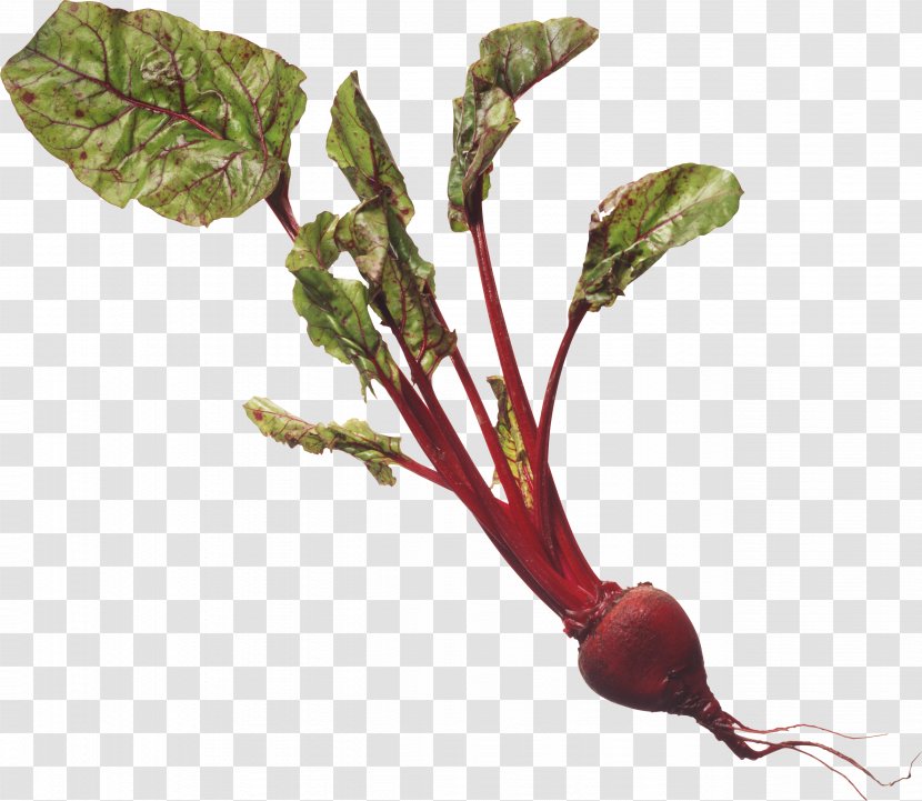 The Nutritional Health Bible Chard Leaf Plant Stem Radish - Beet Transparent PNG