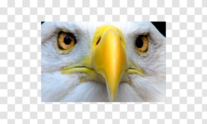 Bald Eagle Eye Oxford English Dictionary - Feather Transparent PNG